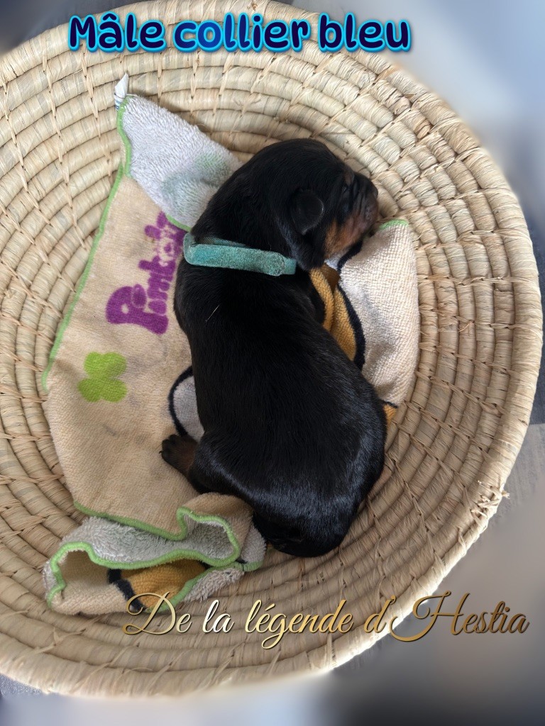 De La Légende D’Hestia - Chiot disponible  - Rottweiler