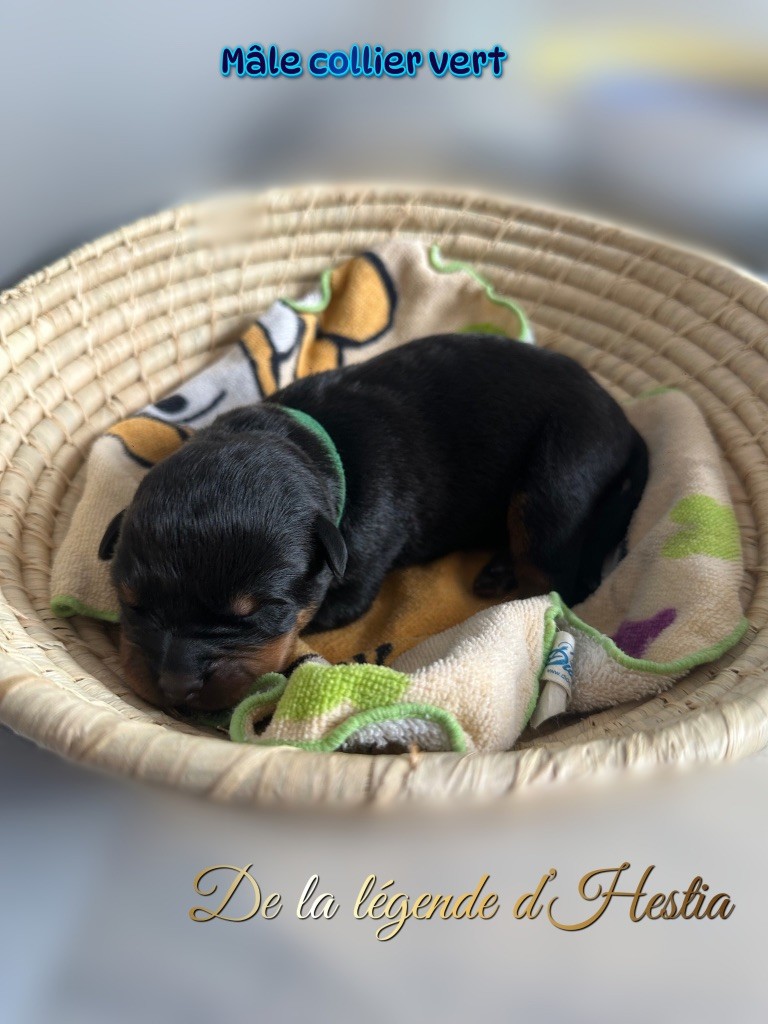 De La Légende D’Hestia - Chiot disponible  - Rottweiler