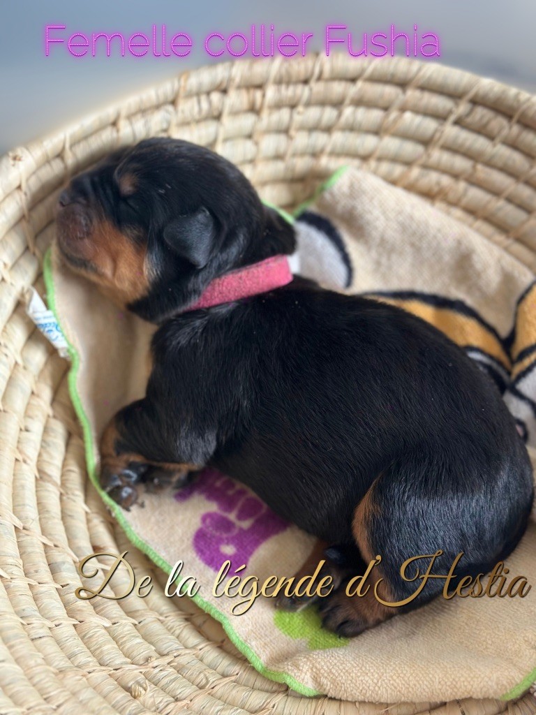 De La Légende D’Hestia - Chiot disponible  - Rottweiler