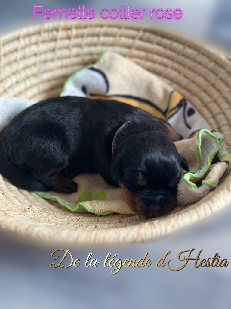 De La Légende D’Hestia - Chiot disponible  - Rottweiler