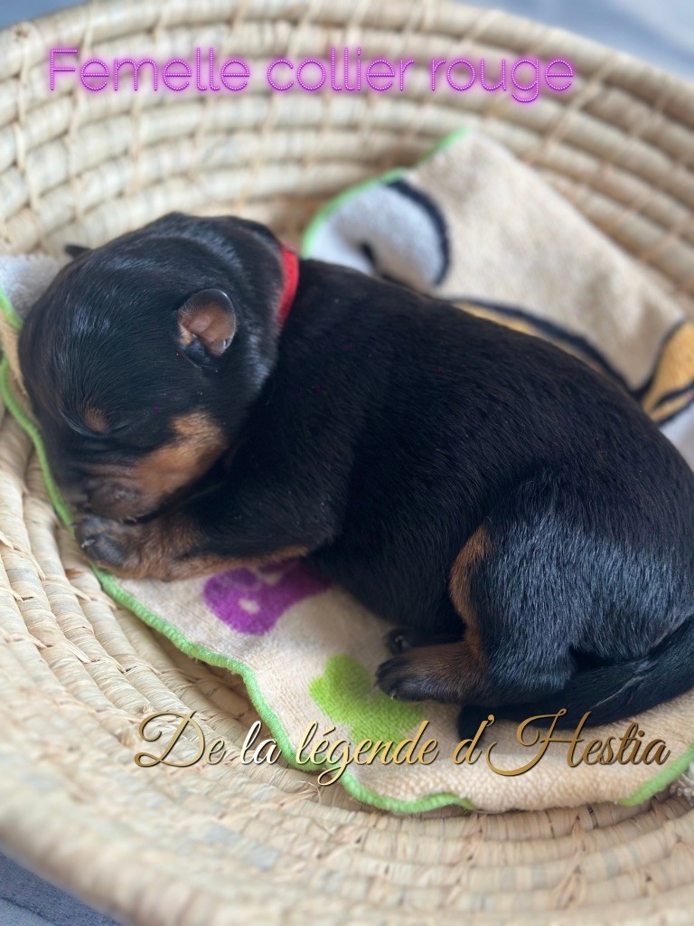 De La Légende D’Hestia - Chiot disponible  - Rottweiler