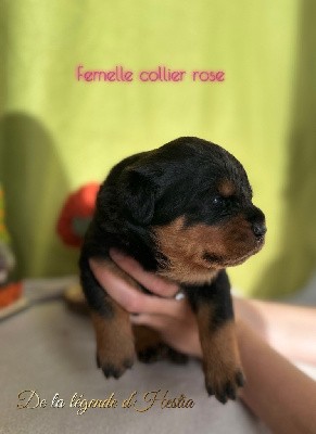 Femelle collier rose