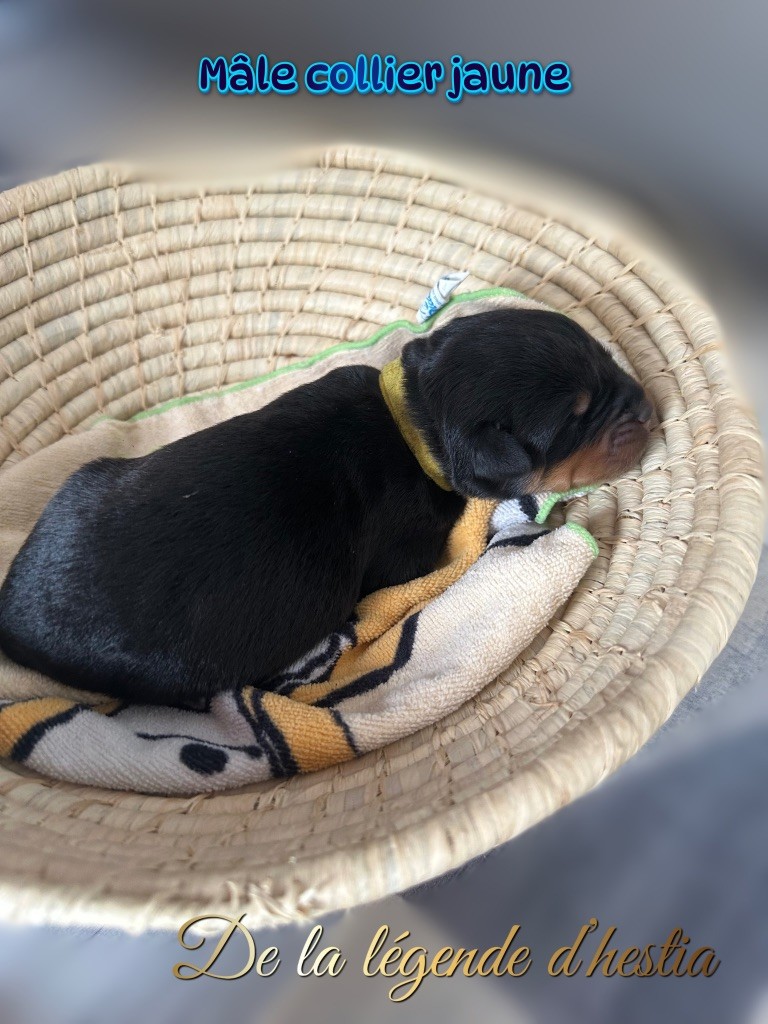 De La Légende D’Hestia - Chiot disponible  - Rottweiler