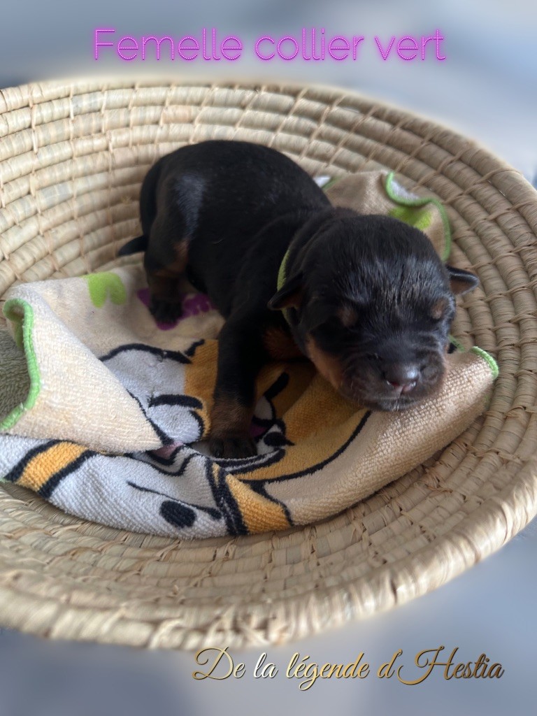 De La Légende D’Hestia - Chiot disponible  - Rottweiler