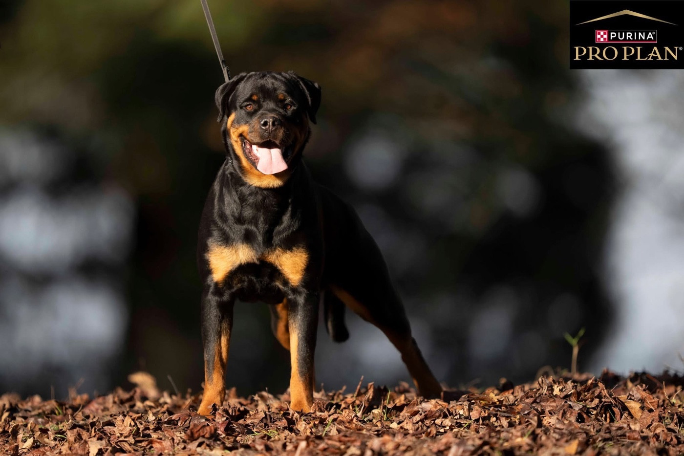 Verteyne De La Légende D’Hestia