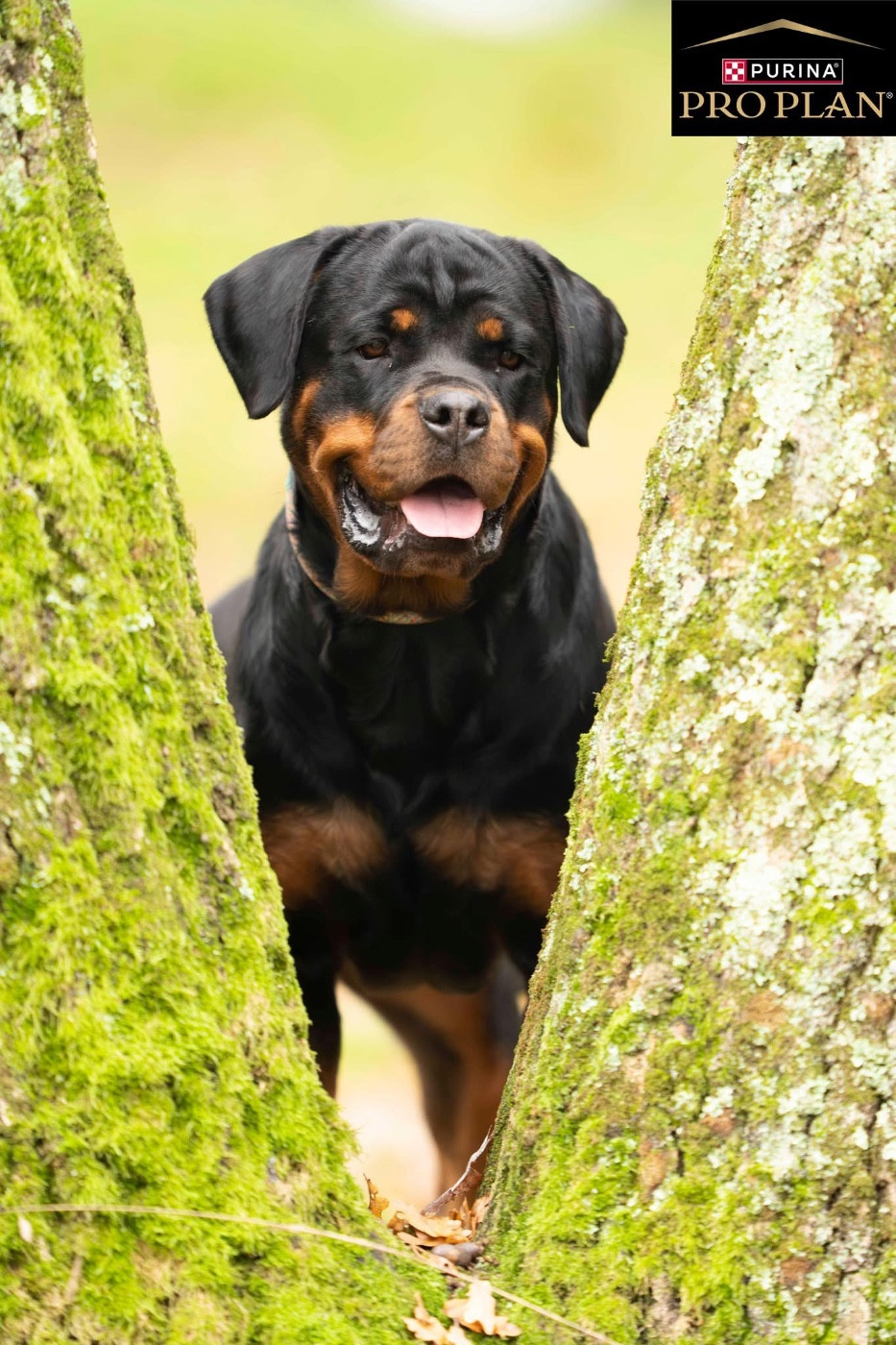 Victory De La Légende D’Hestia