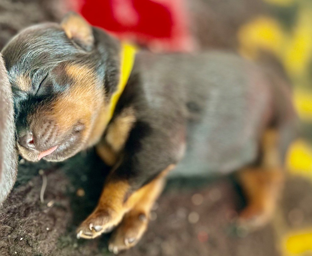 De La Légende D’Hestia - Chiots disponibles - Rottweiler