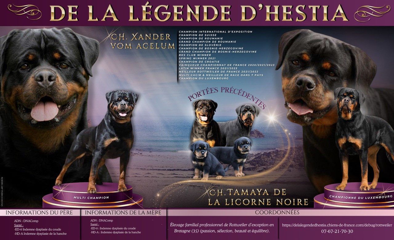 Chiot Rottweiler De La Légende D’Hestia
