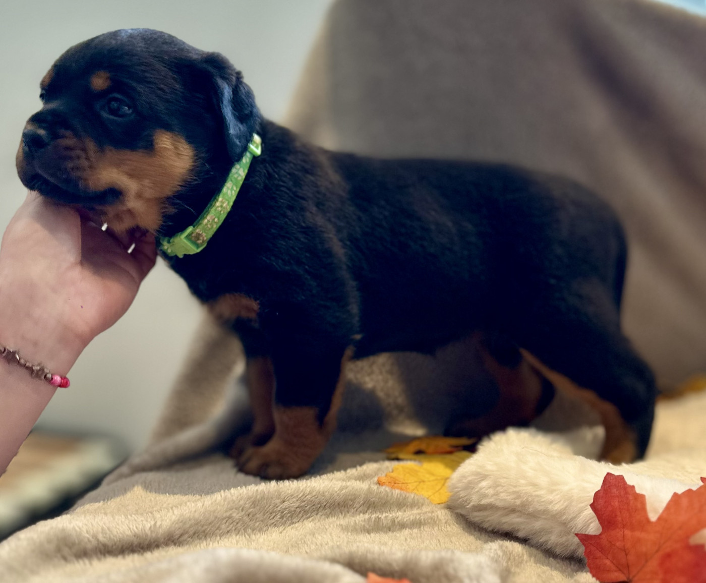 De La Légende D’Hestia - Chiots disponibles - Rottweiler