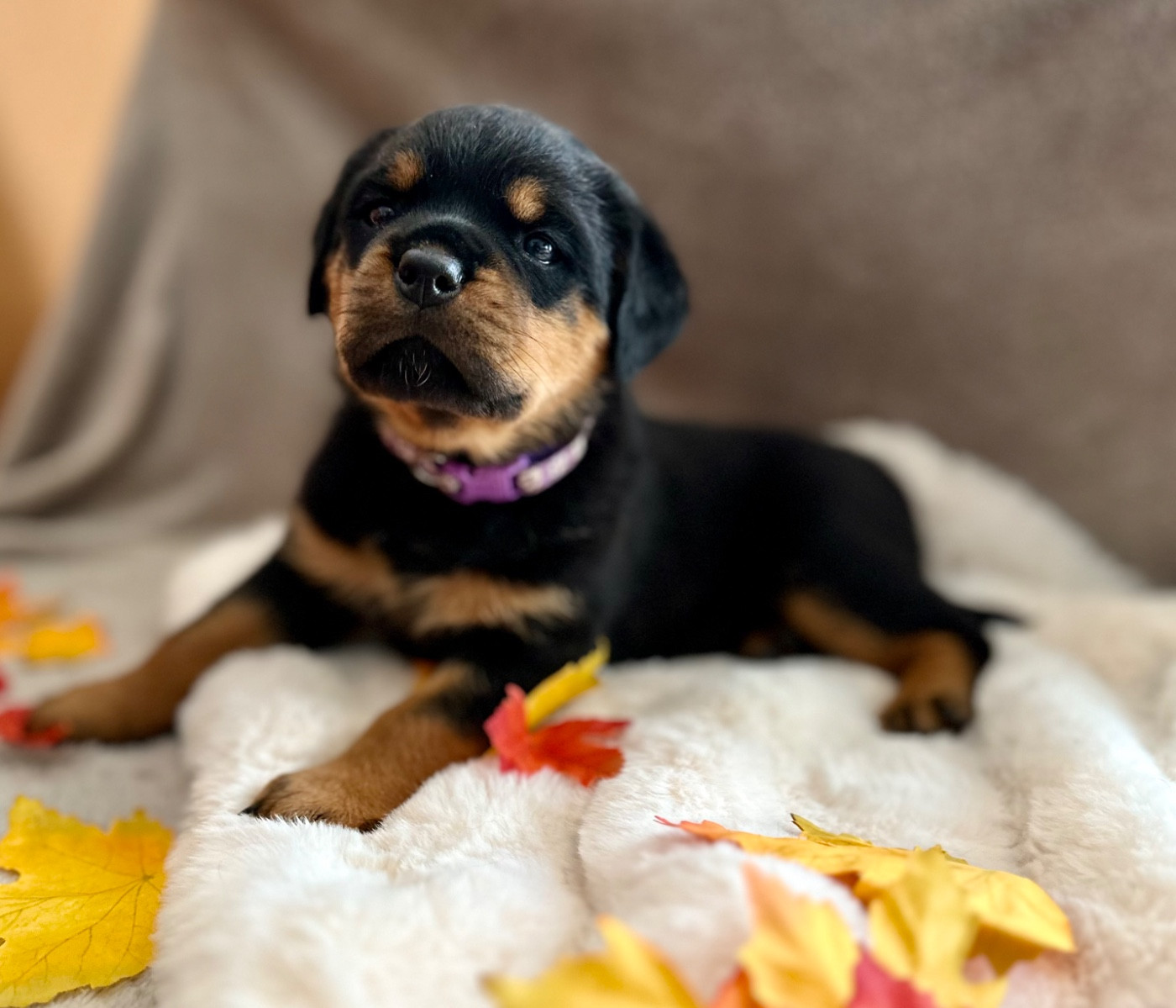 De La Légende D’Hestia - Chiots disponibles - Rottweiler