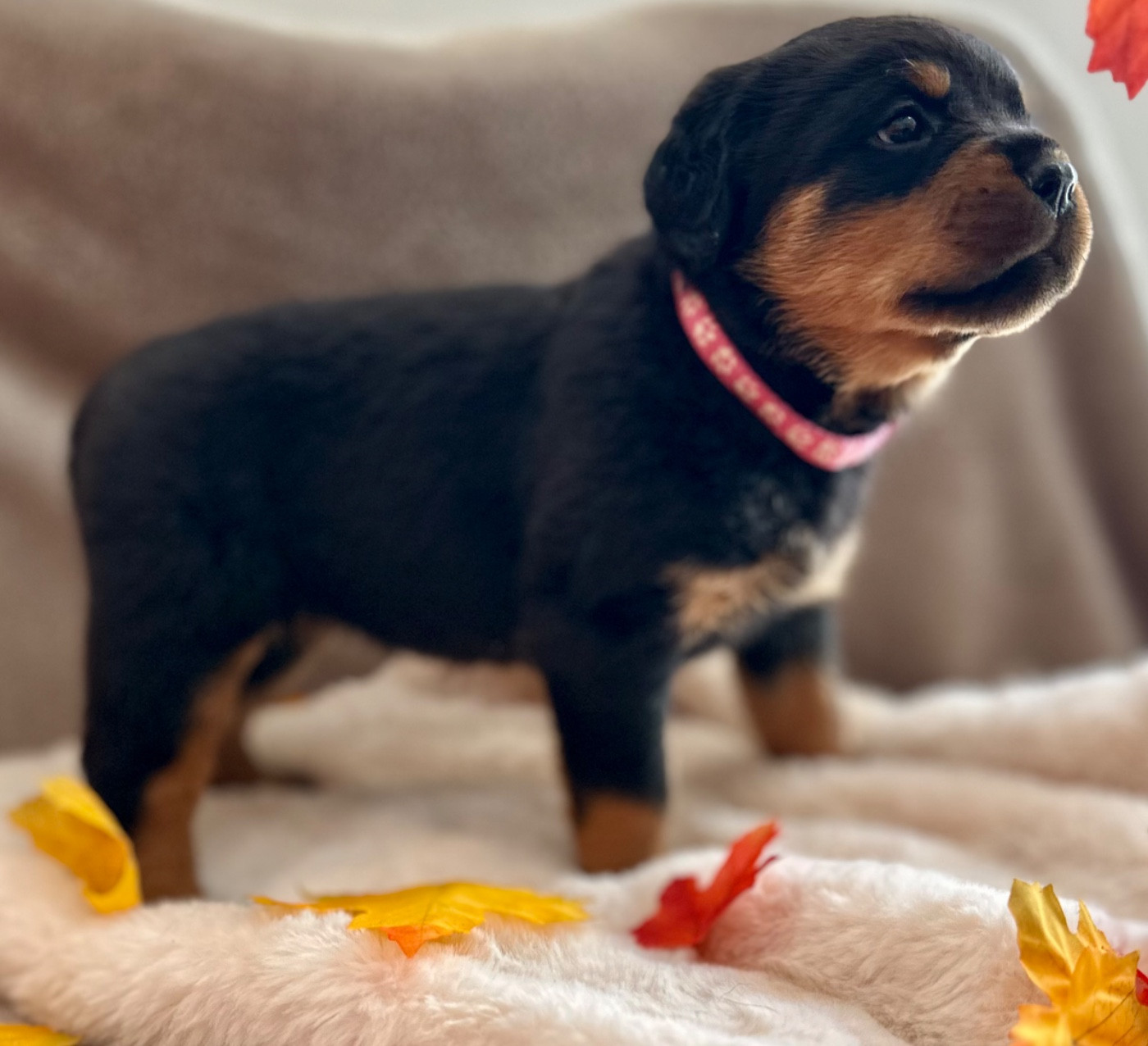 De La Légende D’Hestia - Chiots disponibles - Rottweiler