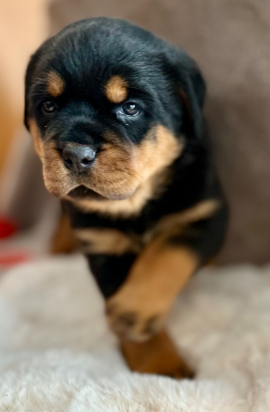 De La Légende D’Hestia - Chiots disponibles - Rottweiler