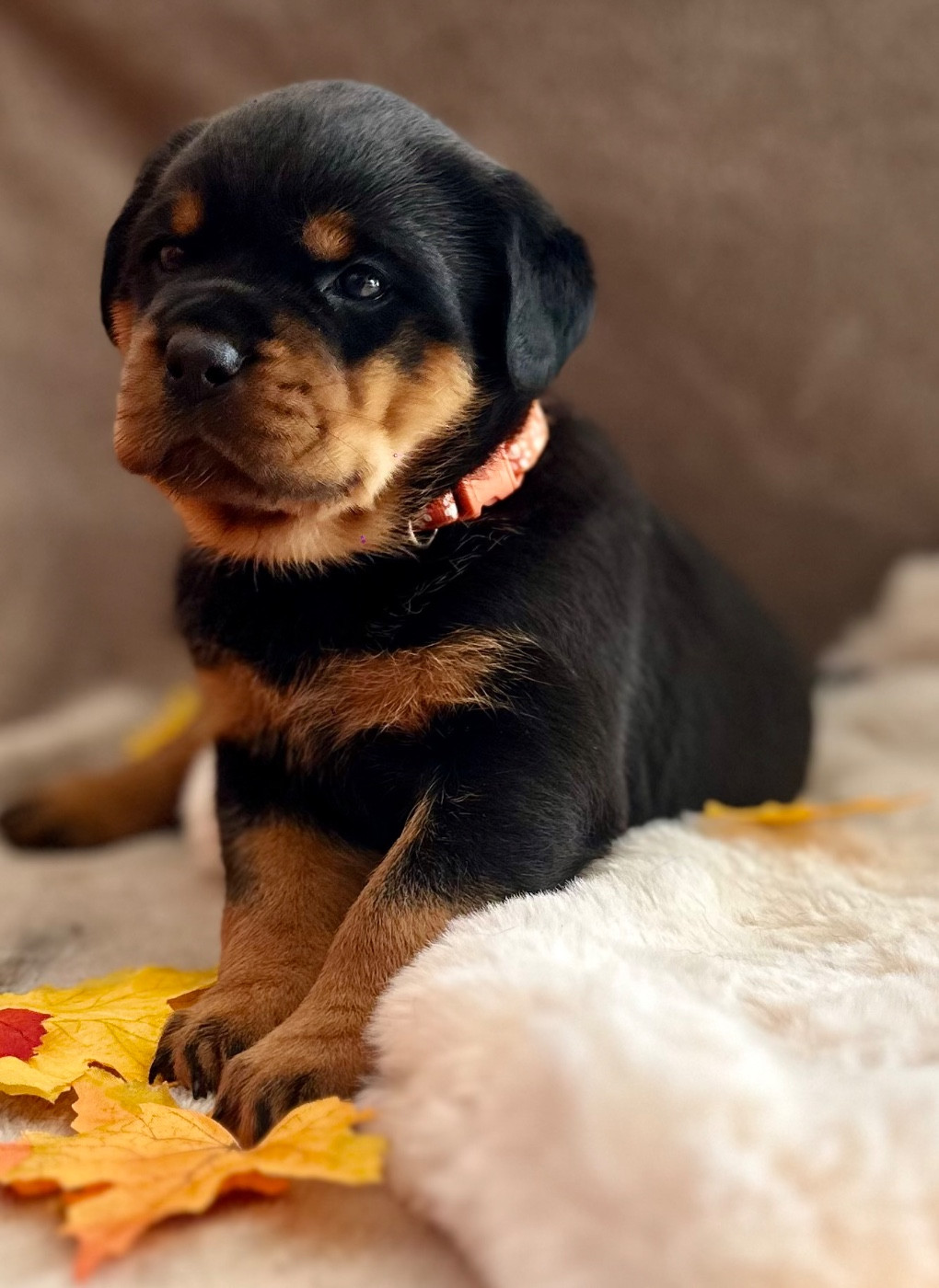 De La Légende D’Hestia - Chiots disponibles - Rottweiler