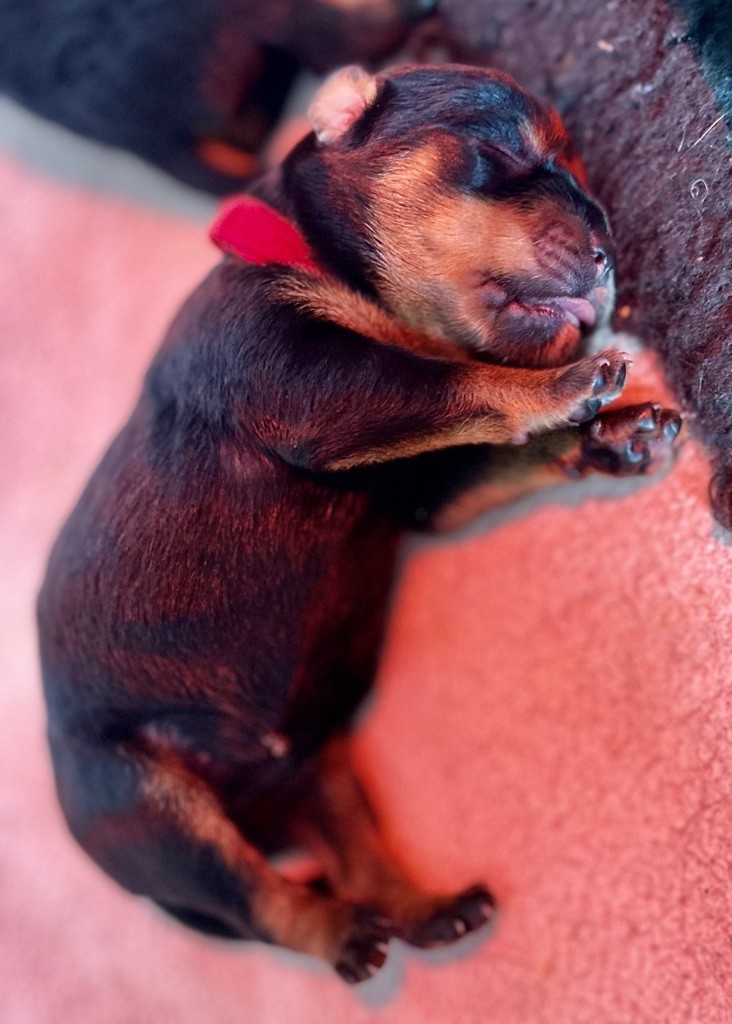 De La Légende D’Hestia - Chiots disponibles - Rottweiler