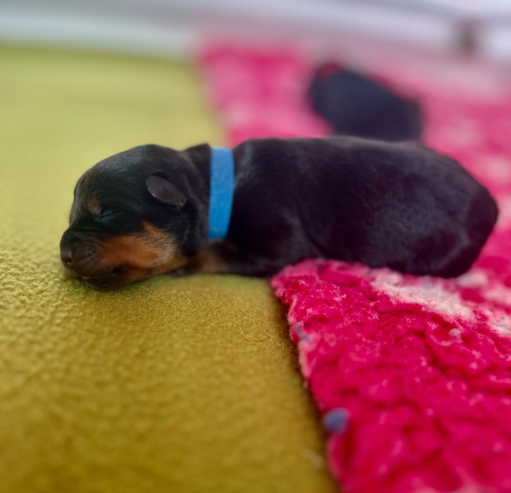 De La Légende D’Hestia - Chiots disponibles - Rottweiler