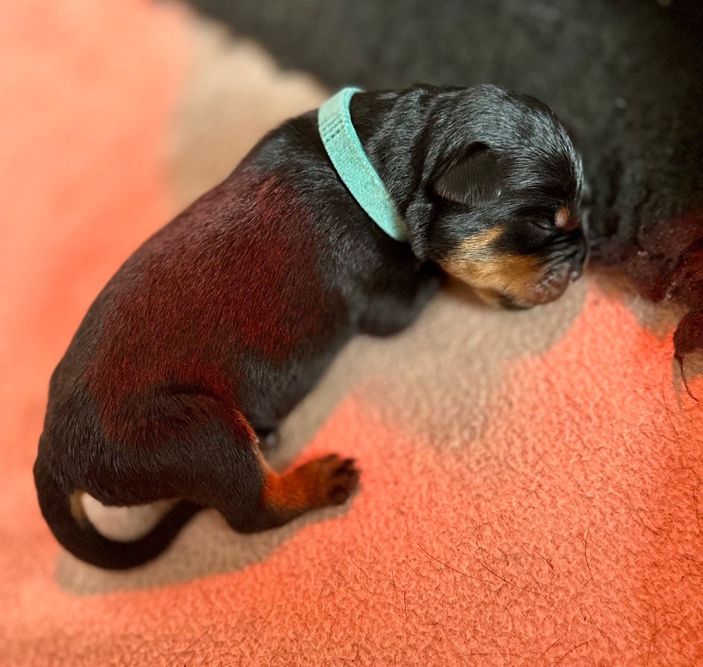 De La Légende D’Hestia - Chiots disponibles - Rottweiler