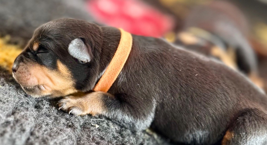 De La Légende D’Hestia - Chiots disponibles - Rottweiler
