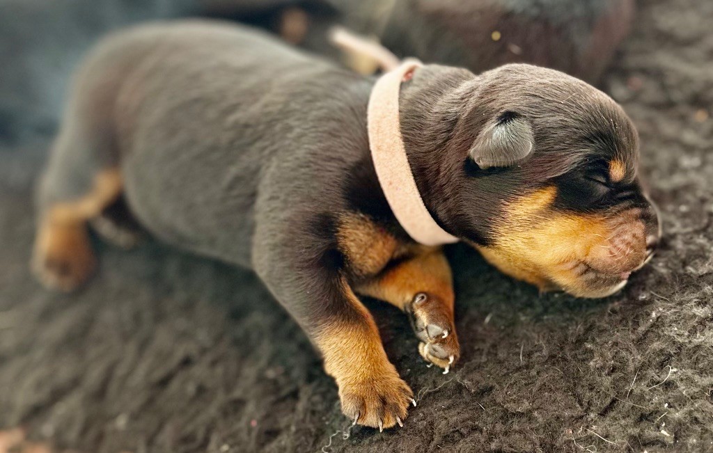 De La Légende D’Hestia - Chiots disponibles - Rottweiler