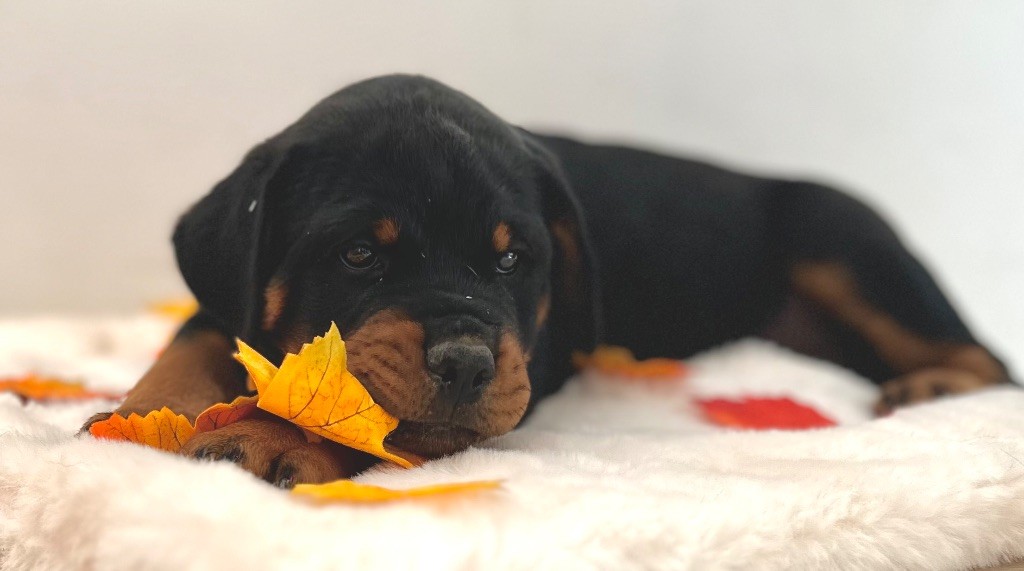 De La Légende D’Hestia - Chiots disponibles - Rottweiler
